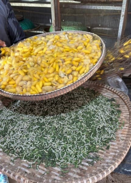 Phnom Penh to Silk Island By Tuk-Tuk with local Expert | ®ExcursionMania - Image 2