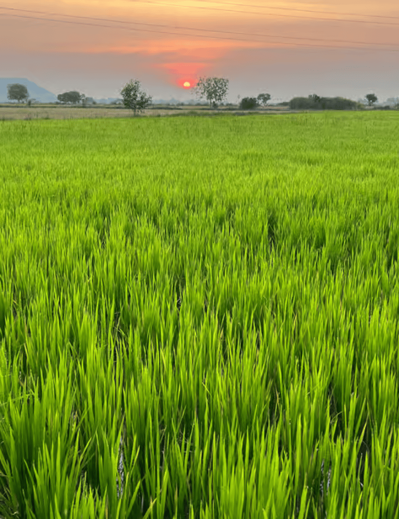 Siem Reap: Guided Countryside Bike Tour | ®ExcursionMania - Image 4