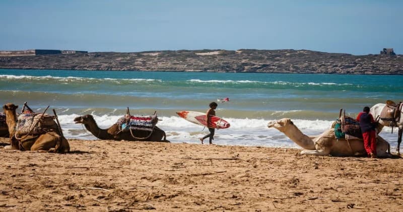 Essaouira: 2-Hour Camel Ride | ®ExcursionMania - Image 2