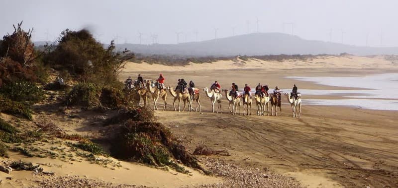 Essaouira: 2-Hour Camel Ride | ®ExcursionMania