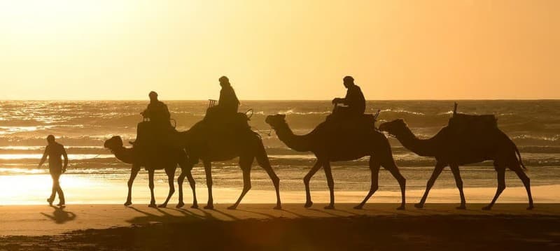 Essaouira: 2-Hour Camel Ride | ®ExcursionMania