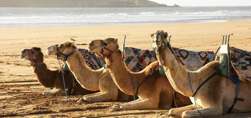 Essaouira: 2-Hour Camel Ride | ®ExcursionMania