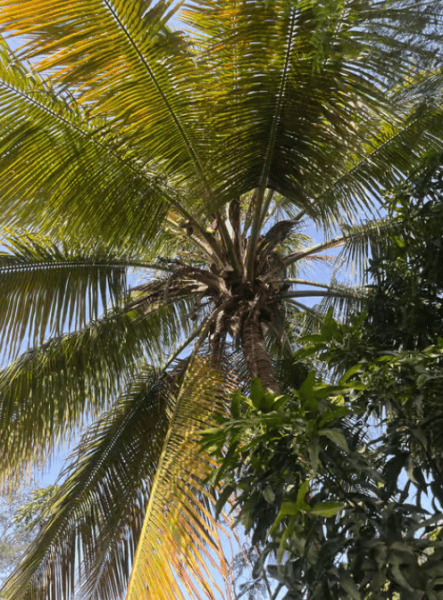 Praia: Guided Nature Hike to Cidade Velha | ®ExcursionMania - Image 2