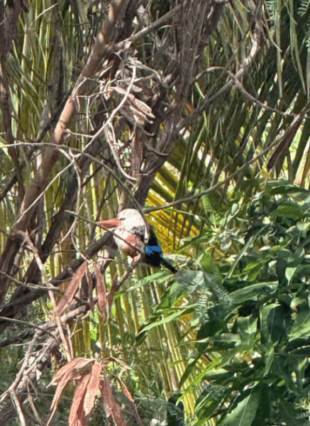 Praia: Guided Nature Hike to Cidade Velha | ®ExcursionMania