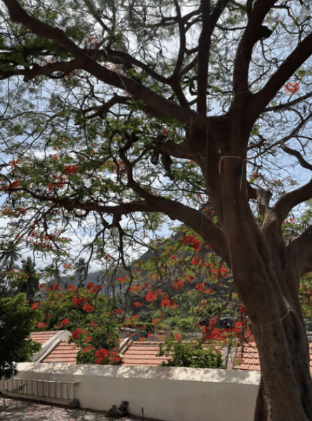 4h Guided City Tour Praia & Cidade Velha | ®ExcursionMania