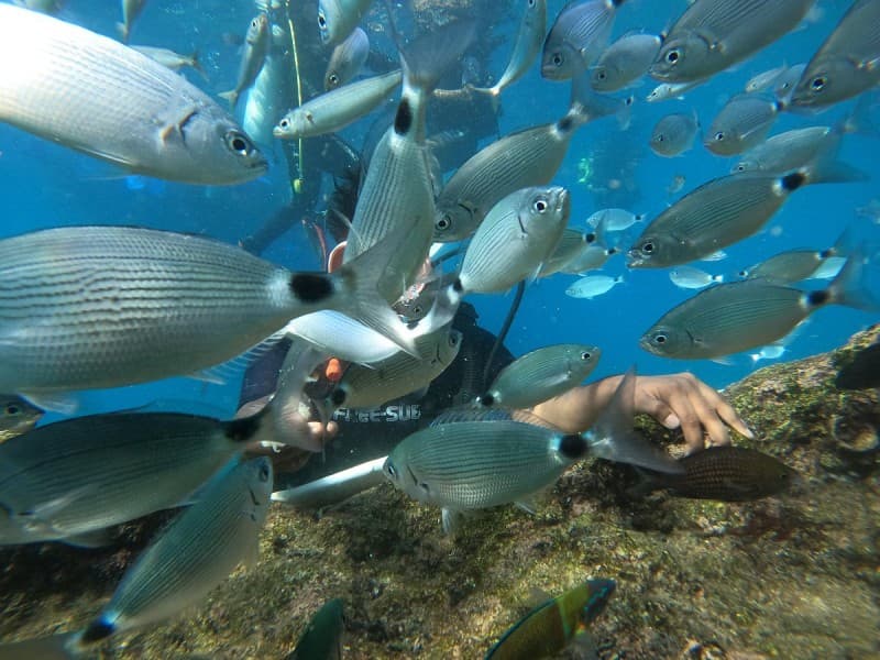 Antalya/Kemer: Scuba Diving Experience with Lunch & Pick up | ®ExcursionMania