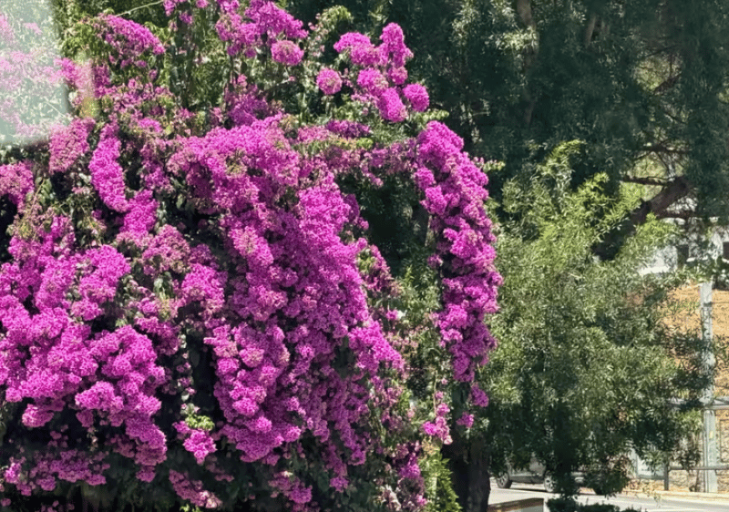 Lisbon: Sintra, Pena Palace, Cabo da Roca, & Cascais Tour | ®ExcursionMania