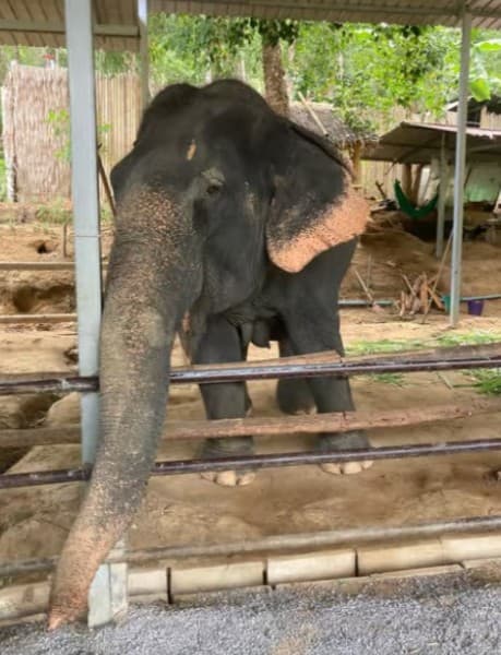 Phuket: Half-Day Elephant Explorer at Phuket Elephant Care | ®ExcursionMania - Image 1