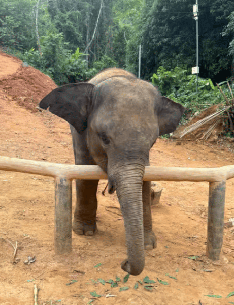 Phuket City Tour with ATV Adventure and Elephant Feeding | ®ExcursionMania - Image 2