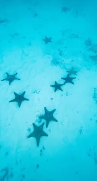 Zanzibar: Jozani Forest, Kuza Cave & Blue Lagoon | ®ExcursionMania - Image 1