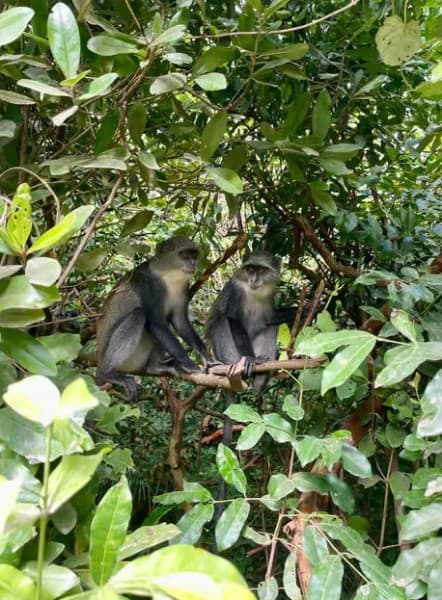 Zanzibar: Jozani Forest, Kuza Cave & Blue Lagoon | ®ExcursionMania - Image 2