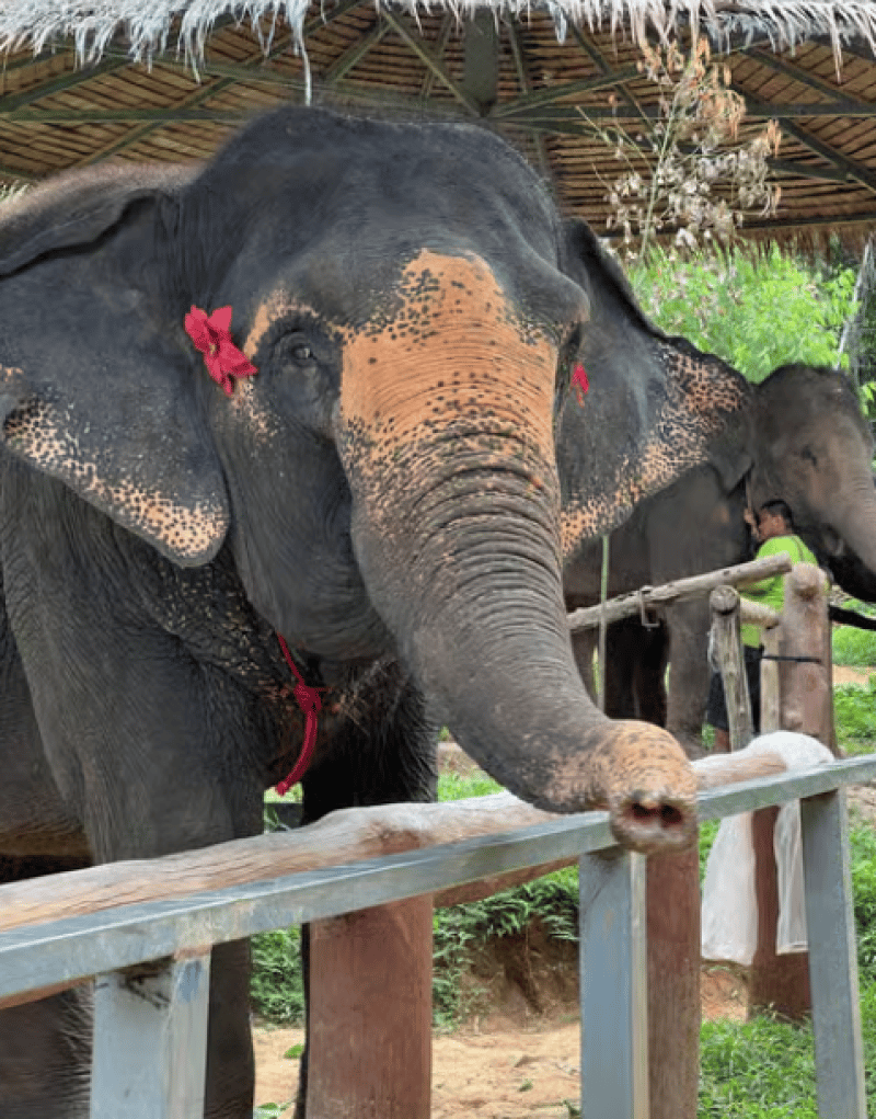 Phuket City Tour with Viewpoints, Temples & Elephant Feeding | ®ExcursionMania - Image 4