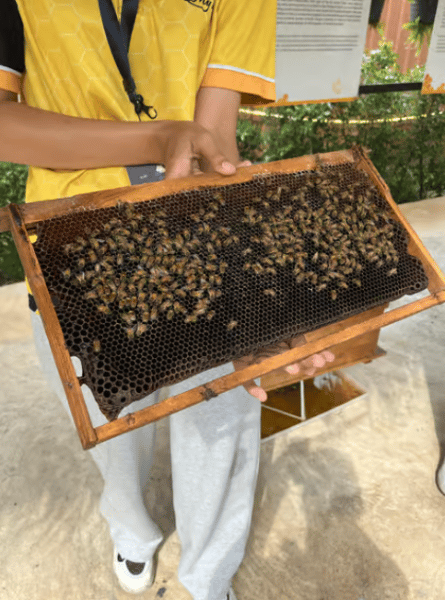 Phuket City Tour with Viewpoints, Temples & Elephant Feeding | ®ExcursionMania