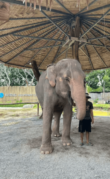 Phuket City Tour with Viewpoints, Temples & Elephant Feeding | ®ExcursionMania