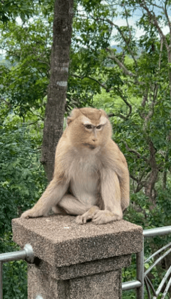 Phuket City Tour with Viewpoints, Temples & Elephant Feeding | ®ExcursionMania