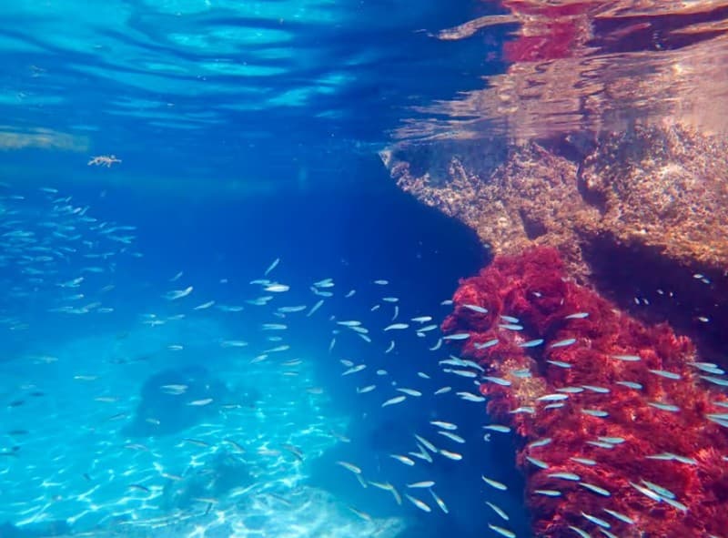 From Lisbon: Arrábida Natural Park Kayak Tour with Lunch | ®ExcursionMania - Image 1