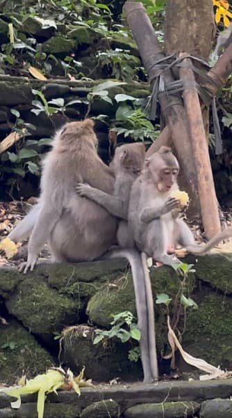 Best of Bali Waterfalls: Tibumana, Tukad Cepung and Tegenungan | ®ExcursionMania - Image 2