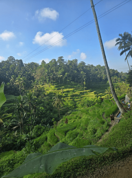 Highlights of Ubud & Mount Batur Volcano - Private Day Trip | ®ExcursionMania - Image 2