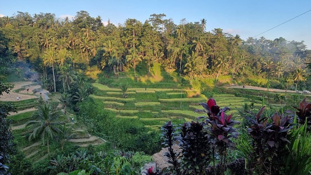 Highlights of Ubud & Mount Batur Volcano - Private Day Trip | ®ExcursionMania - Image 4