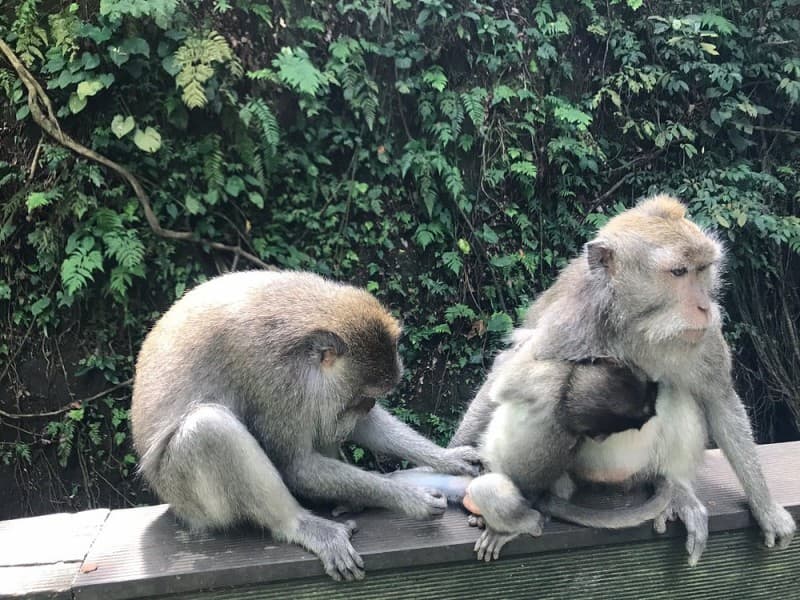 Highlights of Ubud & Mount Batur Volcano - Private Day Trip | ®ExcursionMania