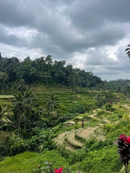 Half-Day Ubud Rice Field and Village Cycling Tour | ®ExcursionMania - Image 1
