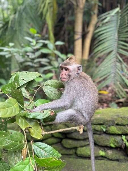 Best of Ubud Attractions: Private All-Inclusive Tour | ®ExcursionMania