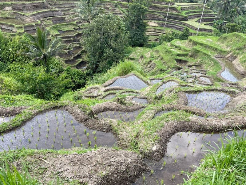 Best of Ubud Attractions: Private All-Inclusive Tour | ®ExcursionMania