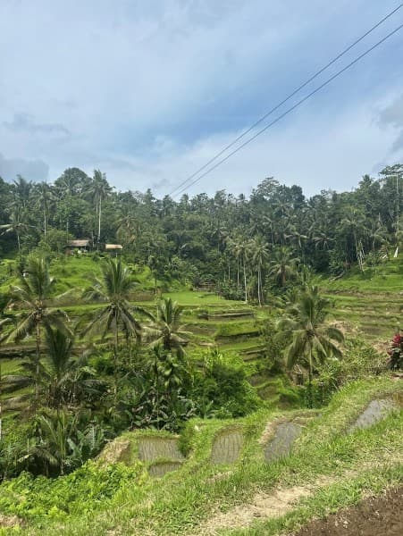 Best of Ubud Attractions: Private All-Inclusive Tour | ®ExcursionMania