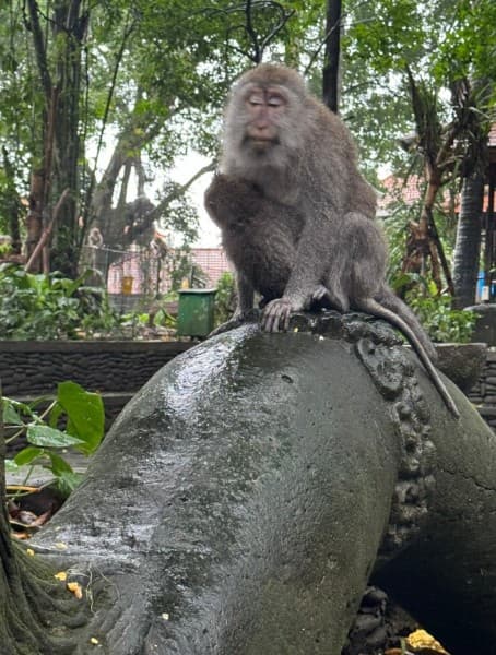 Bali Full Day Tour: Highlights of Ubud and Hidden Waterfall | ®ExcursionMania - Image 3