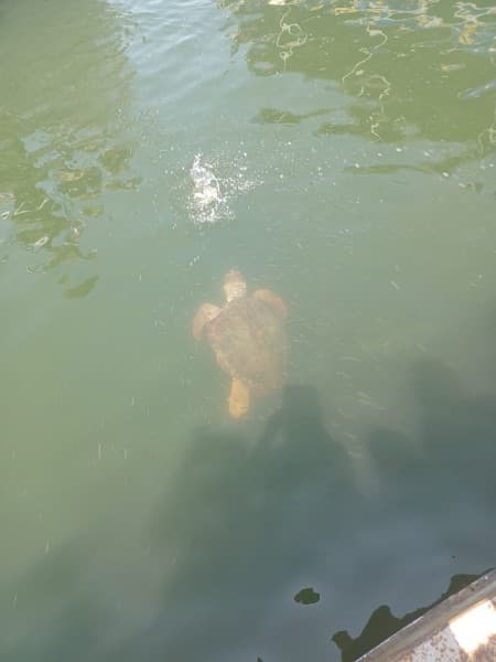 Turunc Dalyan Tour With Turte Beach & Mud Baths | ®ExcursionMania