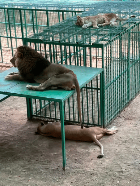 Alanya: Lion Safari & Splash Feast in Green Canyon w/Lunch | ®ExcursionMania - Image 2