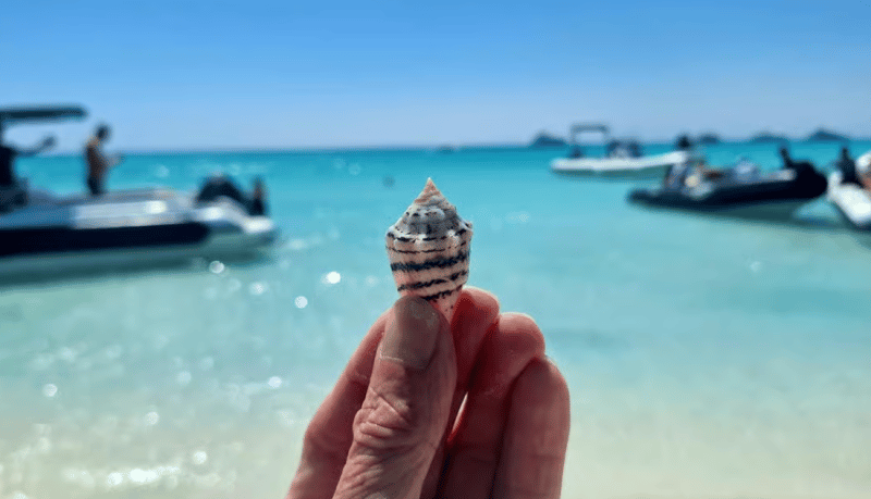 Hurghada: Snorkelling Trip by Speedboat with Hotel Pickup | ®ExcursionMania - Image 3