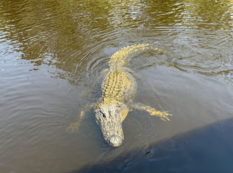 Dubai: 1-Hour Ain Boat Sightseeing Cruise | ®ExcursionMania