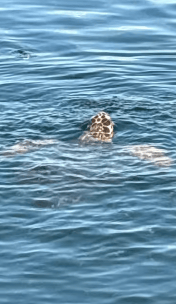 Sarigerme: Dalyan Turtle Beach Mud Bath & King Tombs Tour | ®ExcursionMania