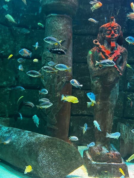 From Kemer: Antalya Aquarium Tour with Hotel Transfer | ®ExcursionMania