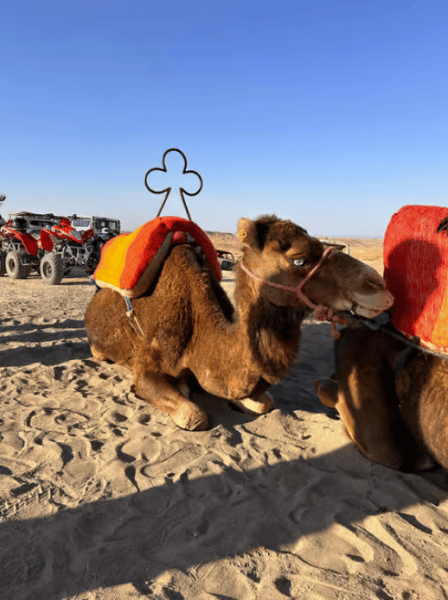 Agafay Desert Adventure: Quad Biking Camel Ride & Dinner | ®ExcursionMania