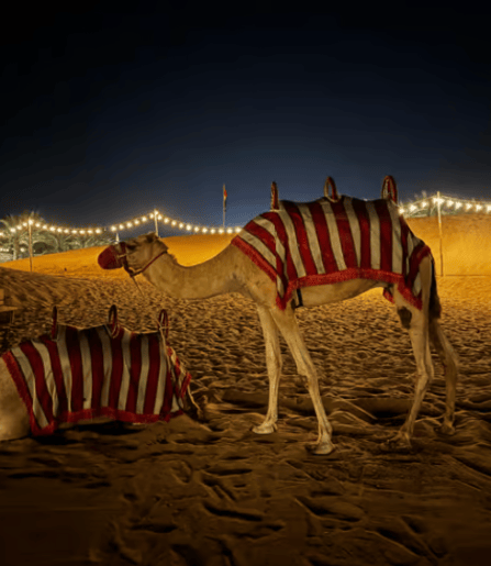 Dubai: Premium Safari, Camel Ride & Al Khayma Camp 3-Buffets | ®ExcursionMania