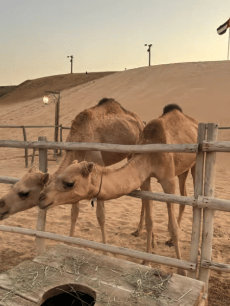 Dubai: Premium Safari, Camel Ride & Al Khayma Camp 3-Buffets | ®ExcursionMania
