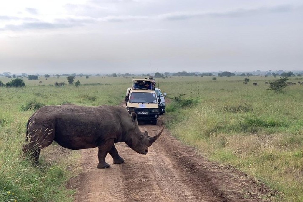 Half-Day Nairobi National Park Safari from Nairobi with Free Pickup