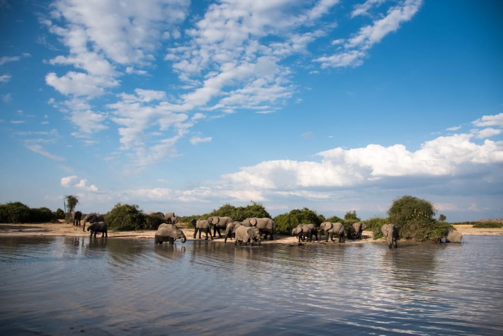 Chobe National Park: Day Trip with River Cruise