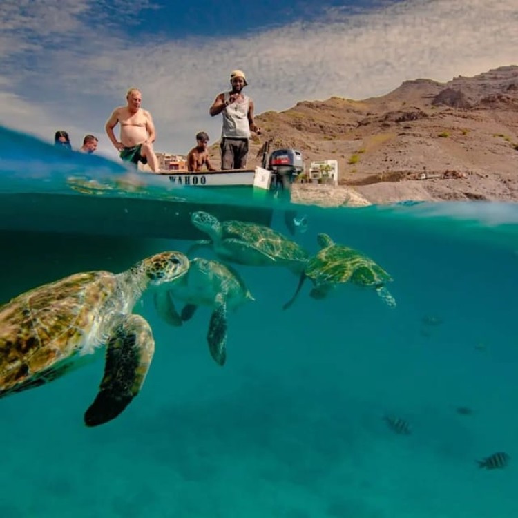 Mindelo: Sea Turtles Experience