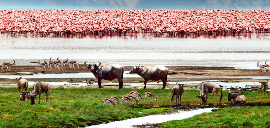 Ngorongoro