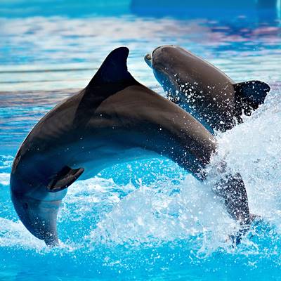 Delphinshow in Bodrum
